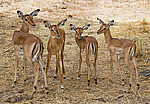 ������ (Aepyceros melampus) ������������ ���������� �������, �����