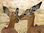 ������ (Aepyceros melampus) ������������ ���������� �������, �����