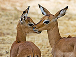 ������ (Aepyceros melampus) ������������ ���������� �������, �����