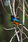 ���������� ����� (Lamprotornis superbus) ������������ ���������� �������, �����