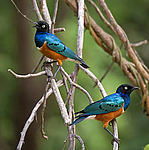 ���������� ����� (Lamprotornis superbus) ������������ ���������� �������, �����