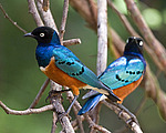 ���������� ����� (Lamprotornis superbus) ������������ ���������� �������, �����