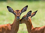 ������ (Aepyceros melampus) ������������ ���������� �������, �����