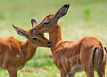 ������ (Aepyceros melampus) ������������ ���������� �������, �����
