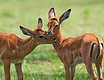 ������ (Aepyceros melampus) ������������ ���������� �������, �����