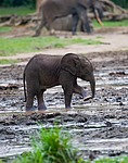 ������ ���� (Loxodonta cyclotis) ������������ ���� ������ �����, ���