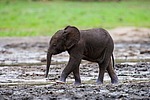 ������ ���� (Loxodonta cyclotis) ������������ ���� ������ �����, ���