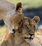 ��� (Panthera leo) ������������ ���� 