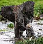 �������� ���� (Loxodonta africana)