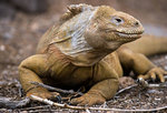 ������� ������� (Conolophus pallidus) ������ �����-��, ������������� �������, �������