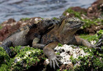 ������� ������ (Amblyrhynchus cristatus) ������ �����-����, ������������� �������, �������