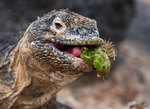 ������������ ������� (Conolophus subcristatus) ������ �����-���, ������������� �������, �������