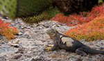 ������� ������� (Conolophus pallidus) ������ �����-��, ������������� �������, �������