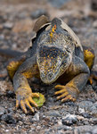 ������������ ������� (Conolophus subcristatus) ������ �����-���, ������������� �������, �������