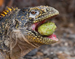 ������������ ������� (Conolophus subcristatus) ������ �����-���, ������������� �������, �������