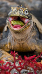 ������������ ������� (Conolophus subcristatus) ������ �����-���, ������������� �������, �������