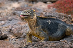 ������������ ������� (Conolophus subcristatus) ������ �����-���, ������������� �������, �������