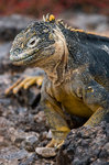 ������������ ������� (Conolophus subcristatus) ������ �����-���, ������������� �������, �������