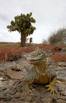 ������������ ������� (Conolophus subcristatus) ������ �����-���, ������������� �������, �������