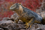 ������������ ������� (Conolophus subcristatus) ������ �����-���, ������������� �������, �������