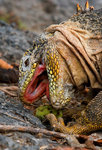 ������������ ������� (Conolophus subcristatus) ������ �����-���, ������������� �������, �������