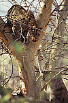 ������� (Panthera pardus) ���������, ��������