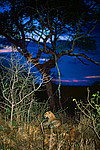 ������� (Panthera pardus) �������, ���