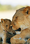 ��� (Panthera leo) �����, ��������