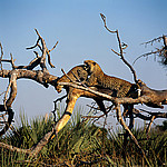 ������� (Panthera pardus) ����, ��������