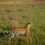 ������� (Panthera pardus) �������, ��������