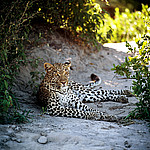 ������� (Panthera pardus) �����, ��������