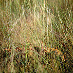 ������� (Panthera pardus) �������, ��������