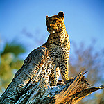 ������� (Panthera pardus) ����, ��������