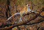 ������� (Panthera pardus) ���������, ���