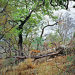 ������� (Panthera pardus) ���������, ���