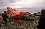 �������� ������ ���� (Eschrichtius robustus) �������, ������