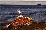 ������� ������ ���� (Eschrichtius robustus) �������, ������