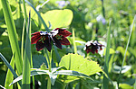 ������ ���������� (Fritillaria camschatcensis) ����� �������, ������ ������� ������, ���������� �������