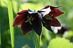 ������ ���������� (Fritillaria camschatcensis) ����� �������, ������ ������� ������, ���������� �������