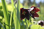 ������ ���������� (Fritillaria camschatcensis) ����� �������, ������ ������� ������, ���������� �������