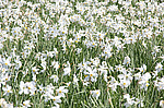 ������� ����������� (Narcissus angustifolius) ������ ���������, �������, �������