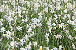 ������� ����������� (Narcissus angustifolius) ������ ���������, �������, �������