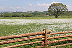 ������� ����������� (Narcissus angustifolius) ������ ���������, �������, �������