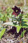 ������ ���������� (Fritillaria camschatcensis) ���������� �������, �����