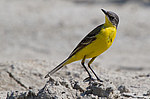 ������ ���������� (Motacilla flava) . ����� ����, ���������� �����, ������, ��������
