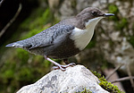 ������������ ������ (Cinclus cinclus) ����� ���������