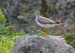 ��������� ��������� ���� (Heteroscelus brevipes) ����� ��������