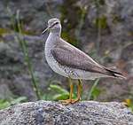 ��������� ��������� ���� (Heteroscelus brevipes) ����� ��������