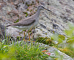��������� ��������� ���� (Heteroscelus brevipes) ����� ��������