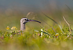 ������� �������� (Numenius phaeopus) ����� ��������